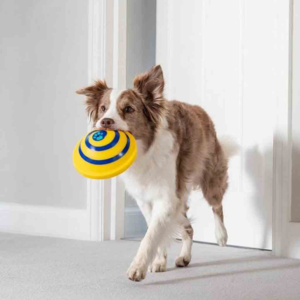 Safe Indoor Pet Dogs Play Toy