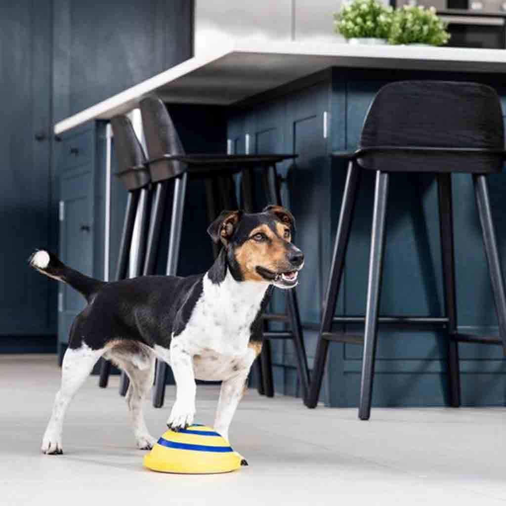 Safe Indoor Pet Dogs Play Toy