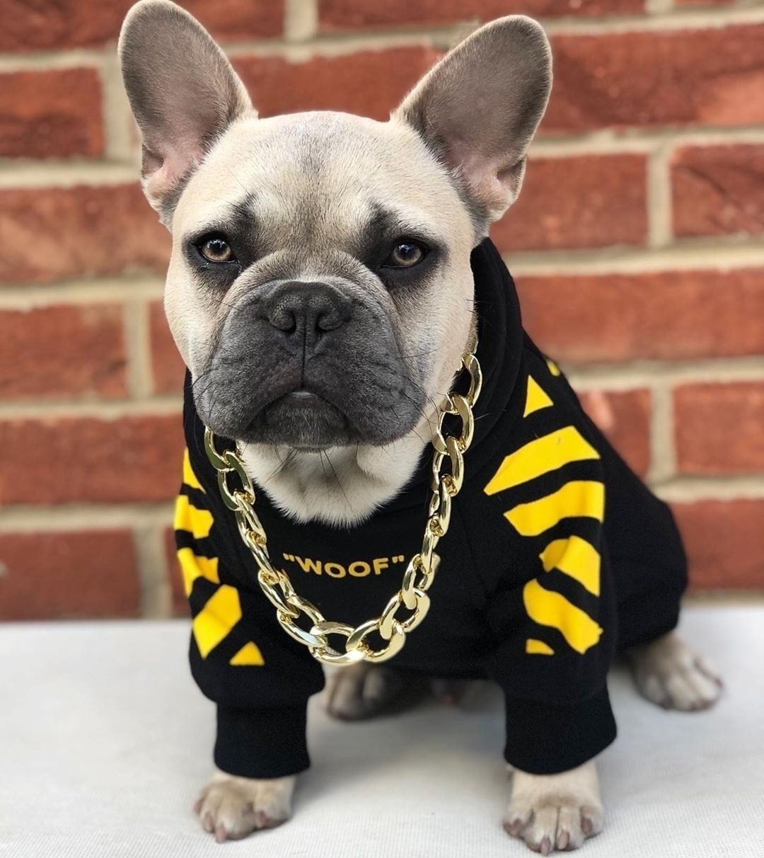 Corgi Schnauzer pet fashion brand