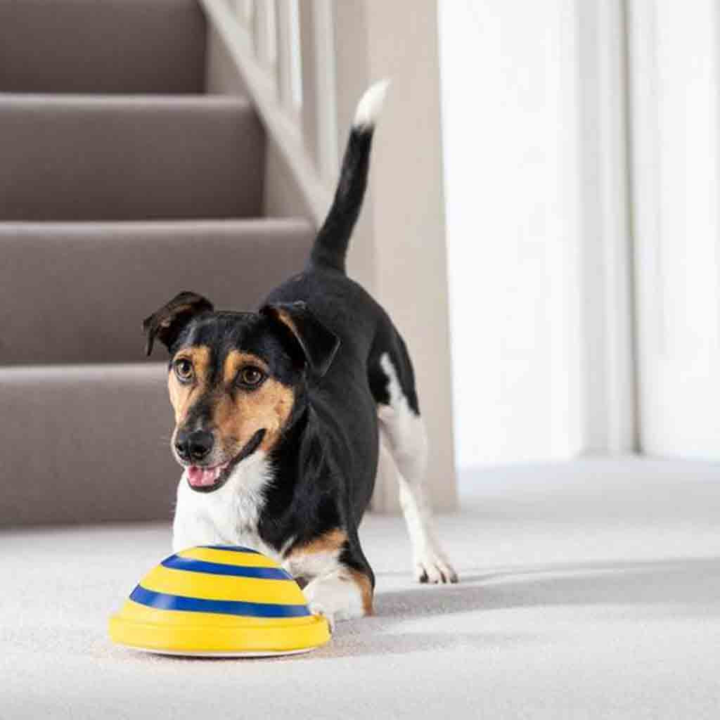 Safe Indoor Pet Dogs Play Toy