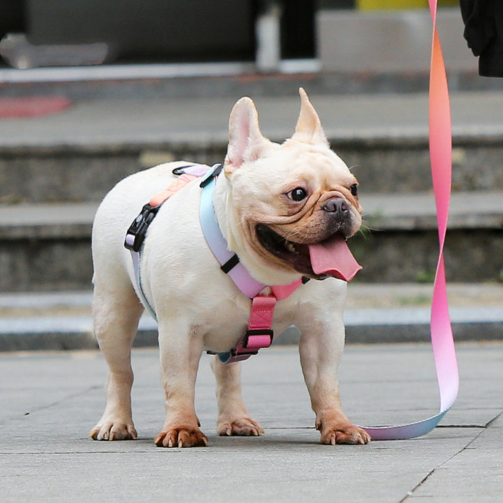 Pet Leash For Small Dogs Medium